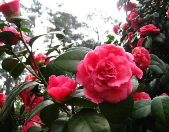 茶花冬天怎么養(yǎng),茶花冬天的養(yǎng)殖方法