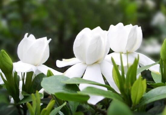 梔子花可以用復合肥嗎,梔子花施什么肥好