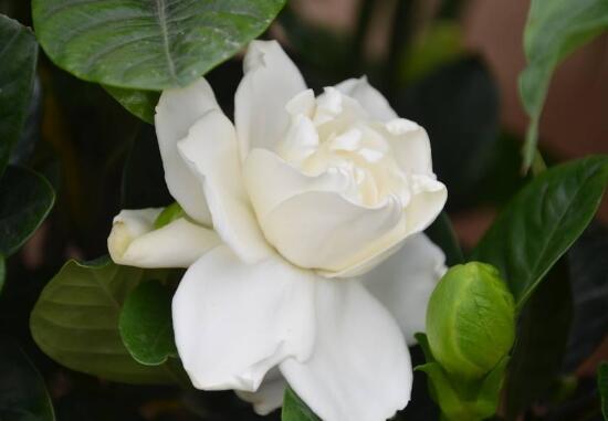 梔子花可以用復合肥嗎,梔子花施什么肥好
