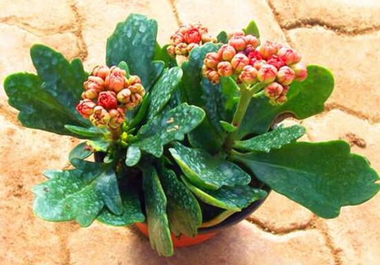 長壽花在室內(nèi)養(yǎng)好嗎,長壽花家養(yǎng)有什么好處