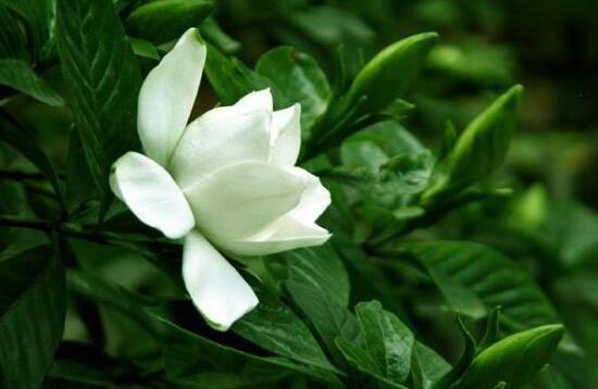 梔子花開花時間多久,梔子花一年開幾次花