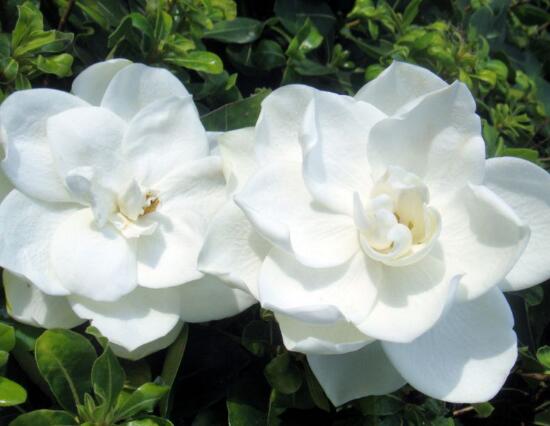 梔子花開花時間多久,梔子花一年開幾次花