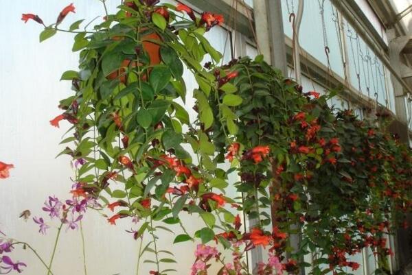 口紅吊蘭夏天怎么養,口紅吊蘭適合室內養嗎