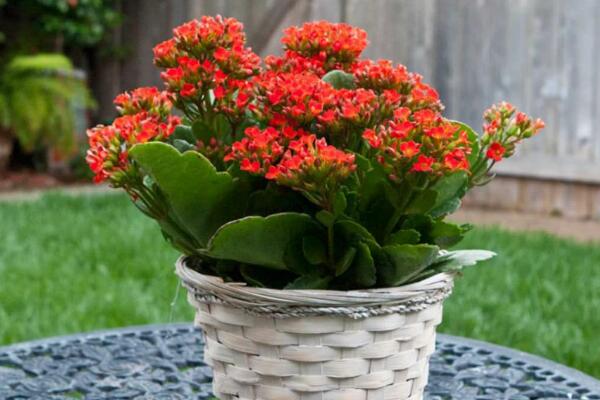 長(zhǎng)壽花怎么移栽,長(zhǎng)壽花移栽注意事項(xiàng)