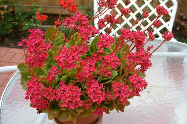 長(zhǎng)壽花怎么移栽,長(zhǎng)壽花移栽注意事項(xiàng)