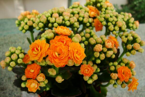 長(zhǎng)壽花怎么移栽,長(zhǎng)壽花移栽注意事項(xiàng)