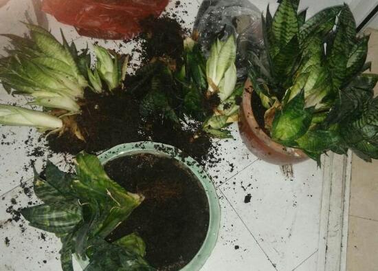 虎皮蘭怎么移植,虎皮蘭的移植方法