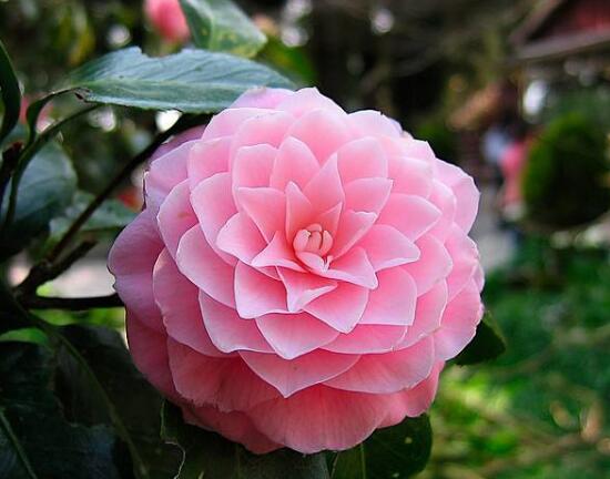 山茶花的品種有哪些,山茶花品種及圖片大全