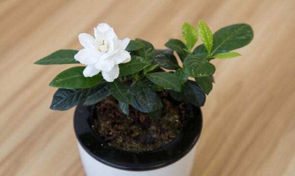 梔子花春天怎么養,梔子花春天的養殖方法