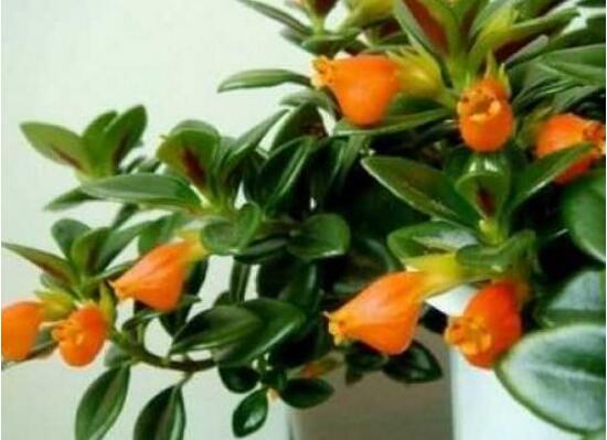 金魚吊蘭什么時候開花,金魚吊蘭不開花怎么辦