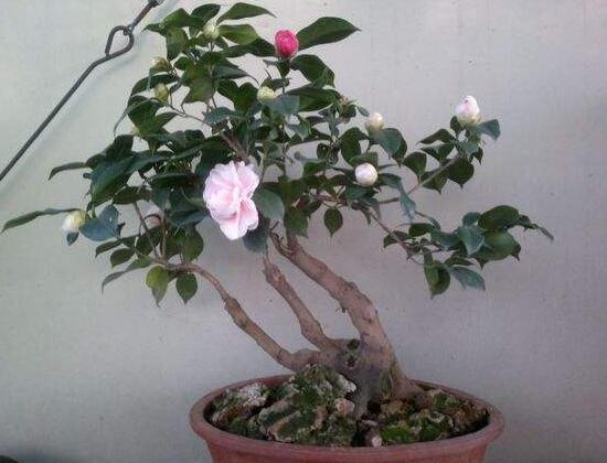 如何制作茶花盆景，茶花盆景圖片大全