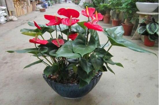 紅掌一年四季都開花嗎,紅掌四季養(yǎng)護(hù)方法