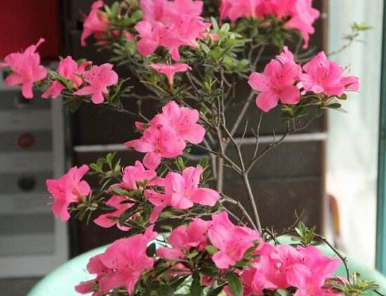 家里為什么不放杜鵑花,杜鵑花放在臥室好嗎