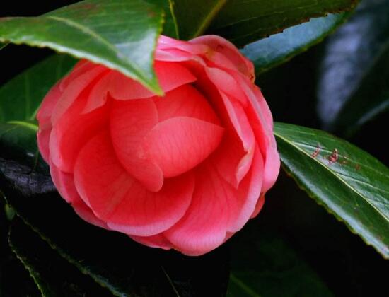 茶花葉子長(zhǎng)黑斑是怎么回事,茶花葉子長(zhǎng)黑斑怎么辦