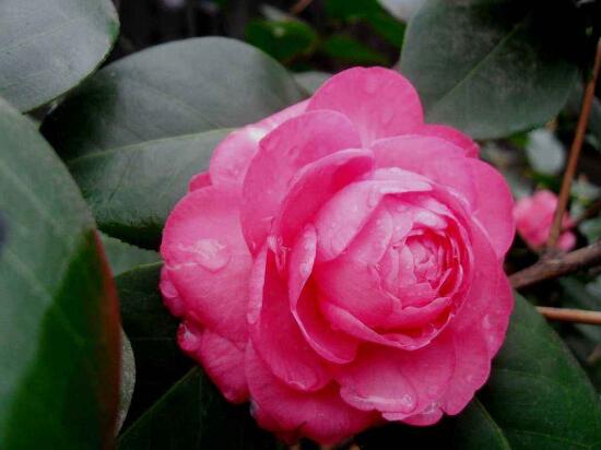 茶花葉子長(zhǎng)黑斑是怎么回事,茶花葉子長(zhǎng)黑斑怎么辦