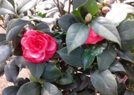 家里為什么不能養茶花，茶花的寓意是什么