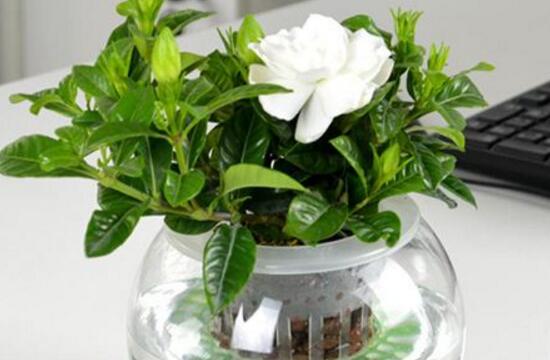 梔子花什么時候移栽好,梔子花的移栽方法