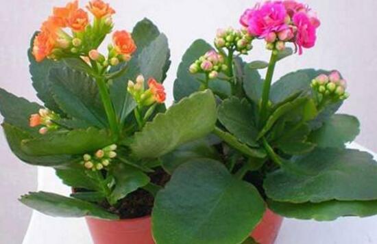 長(zhǎng)壽花盆栽怎么養(yǎng),長(zhǎng)壽花盆栽的養(yǎng)殖方法