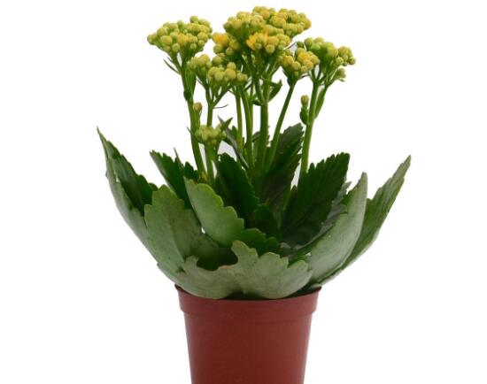 長(zhǎng)壽花盆栽怎么養(yǎng)，長(zhǎng)壽花盆栽的養(yǎng)殖方法