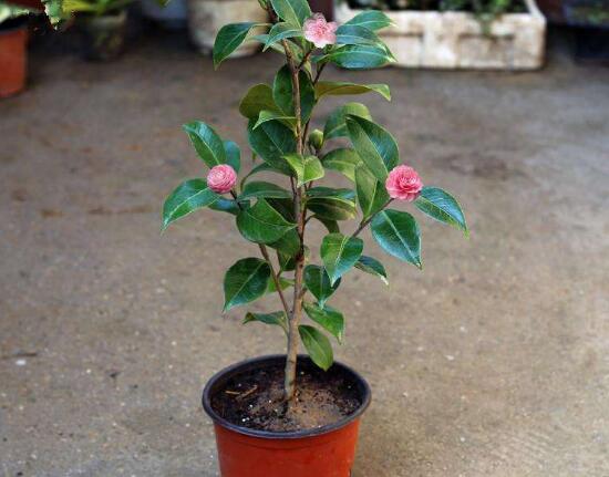 茶花適合在室內(nèi)養(yǎng)嗎,茶花對(duì)家里的風(fēng)水好嗎