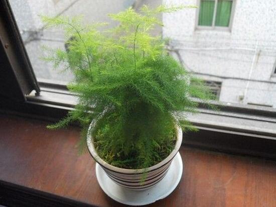 矮文竹怎樣養才能矮壯,矮文竹的養殖方法