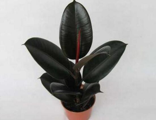 橡皮樹(shù)的汁液有毒嗎,橡皮樹(shù)適合在室內(nèi)養(yǎng)嗎