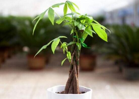 發財樹種子怎么種植,發財樹種子種植方法