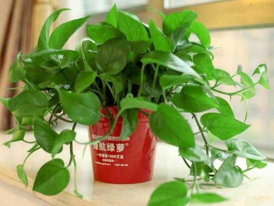 綠蘿好養嗎,綠蘿的養殖方法和注意事項