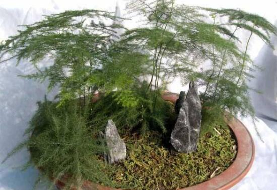 盆栽文竹好養嗎,文竹的養殖方法和注意事項