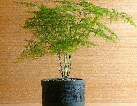 文竹病蟲害有哪些,文竹的病蟲害防治