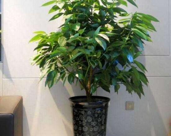 平安樹(shù)夏天怎么澆水,平安樹(shù)夏天多久澆一次水