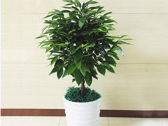 平安樹(shù)夏天怎么澆水,平安樹(shù)夏天多久澆一次水