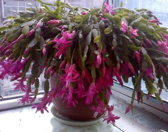 蟹爪蘭春天會(huì)開(kāi)花嗎,蟹爪蘭春天怎么養(yǎng)