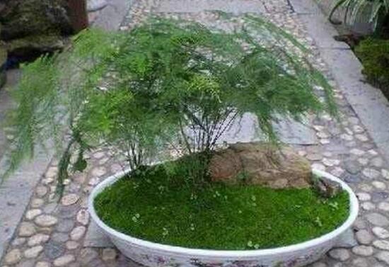 文竹花盆里有小白蟲子怎么辦,噴殺蟲劑清除害蟲