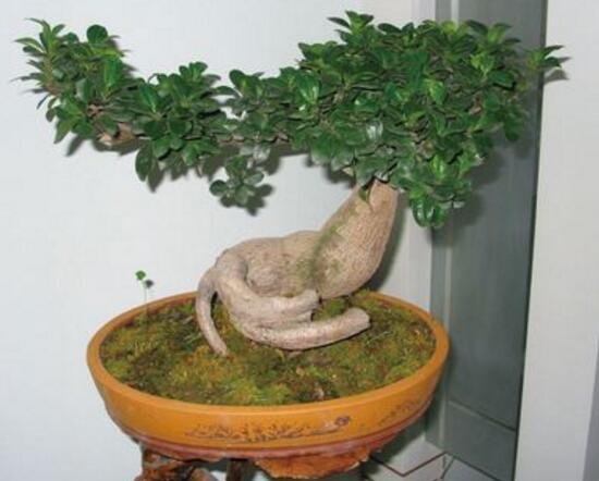 榕樹盆景怎么翻盆，榕樹換盆注意事項
