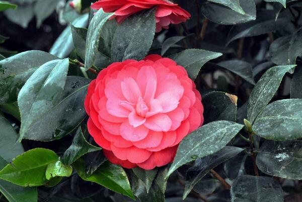 六角大紅茶花怎么養(yǎng)殖,六角紅茶花的養(yǎng)殖方法
