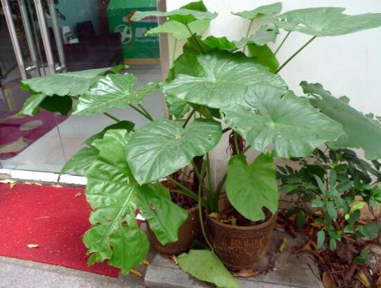 滴水觀音和海芋的區(qū)別,是同一種植物沒區(qū)別