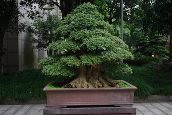 榕樹盆景能不能放家里(可以放),榕樹具有擋煞、化解不利的作用
