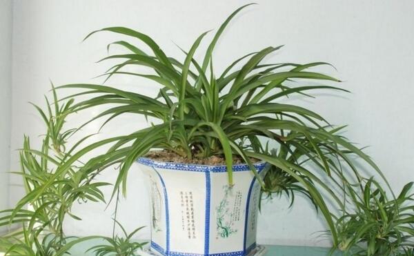 金邊吊蘭有毒嗎,沒(méi)毒并且養(yǎng)殖它的人非常多