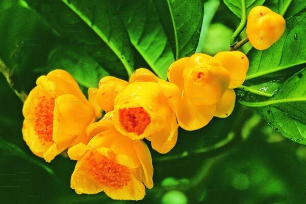 茶花的品種及價格,5種常見品種及價格介紹(最低價格10元)