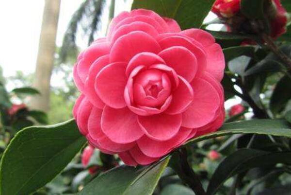 茶花的品種及價格,5種常見品種及價格介紹(最低價格10元)