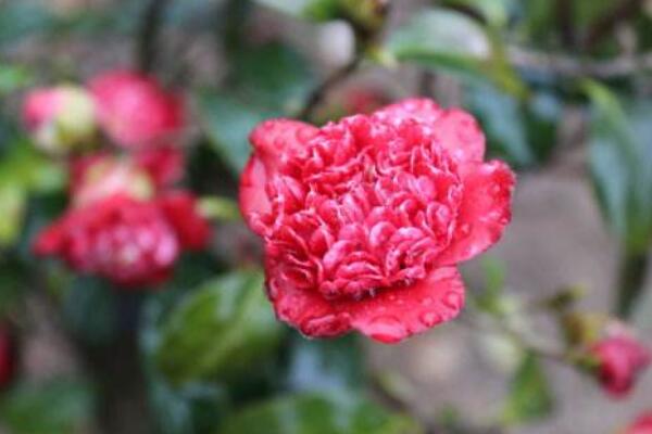 茶花的品種及價格,5種常見品種及價格介紹(最低價格10元)