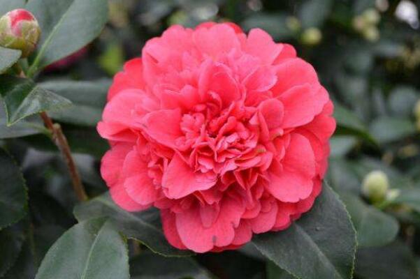 茶花的品種及價格,5種常見品種及價格介紹(最低價格10元)