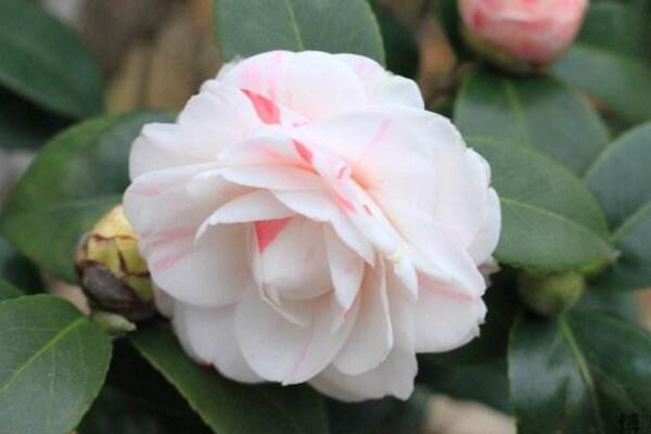 茶花的品種及價格,5種常見品種及價格介紹(最低價格10元)