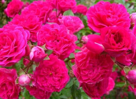 藤本月季和薔薇的區別,刺大的是藤本月季(三種區別方法)