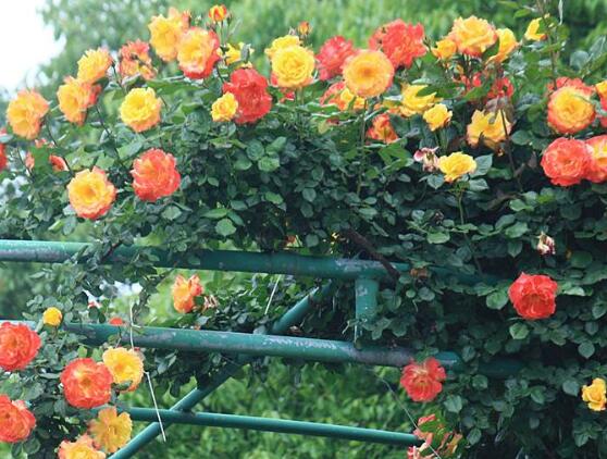 藤本月季和薔薇的區別,刺大的是藤本月季(三種區別方法)