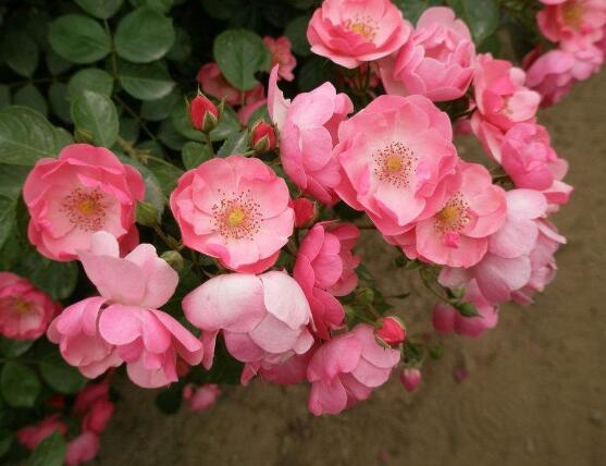 藤本月季和薔薇的區別,刺大的是藤本月季(三種區別方法)