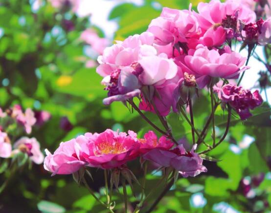 藤本月季和薔薇的區別,刺大的是藤本月季(三種區別方法)