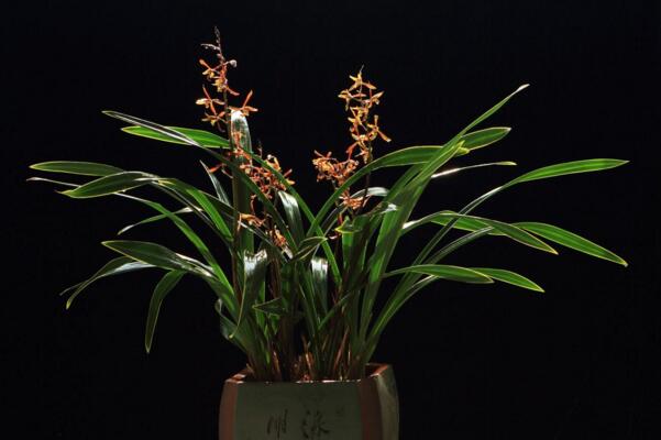 怎么區(qū)分蘭花品種分類,從葉子區(qū)分蘭花品種