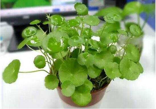 銅錢草怎么澆水,最適水溫22-28度